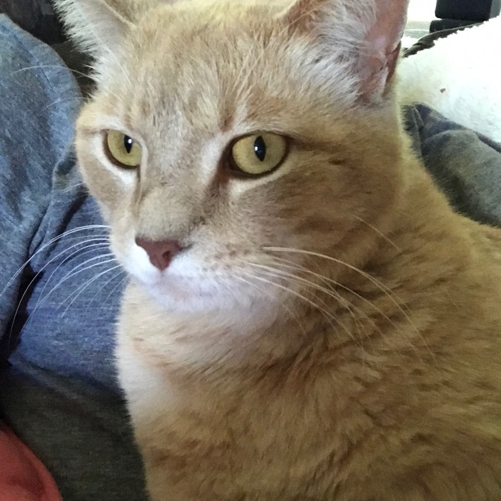 cat